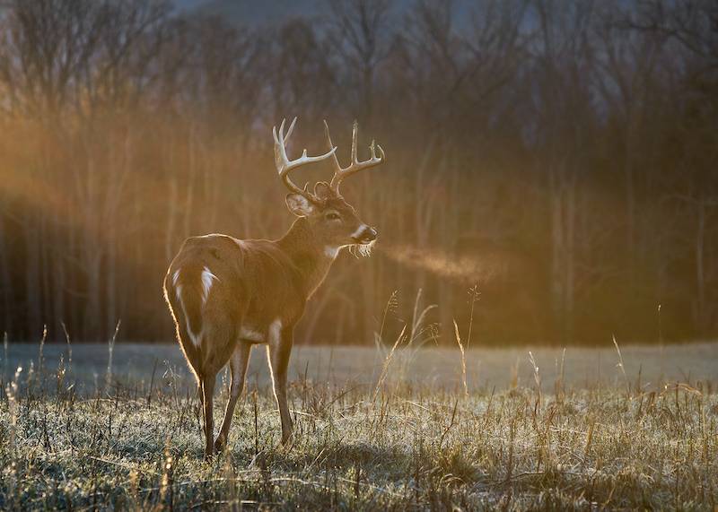 BattleHawk Armory Iowa Deer Hunting Rules, Regulations, & Gear