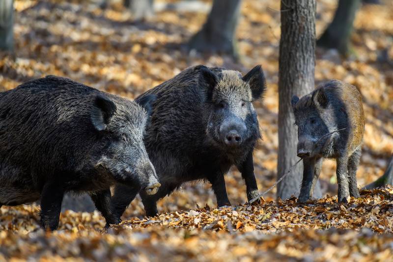 BattleHawk Armory | Hog Hunting Iowa | Iowa’s Hog Population & Hunting ...